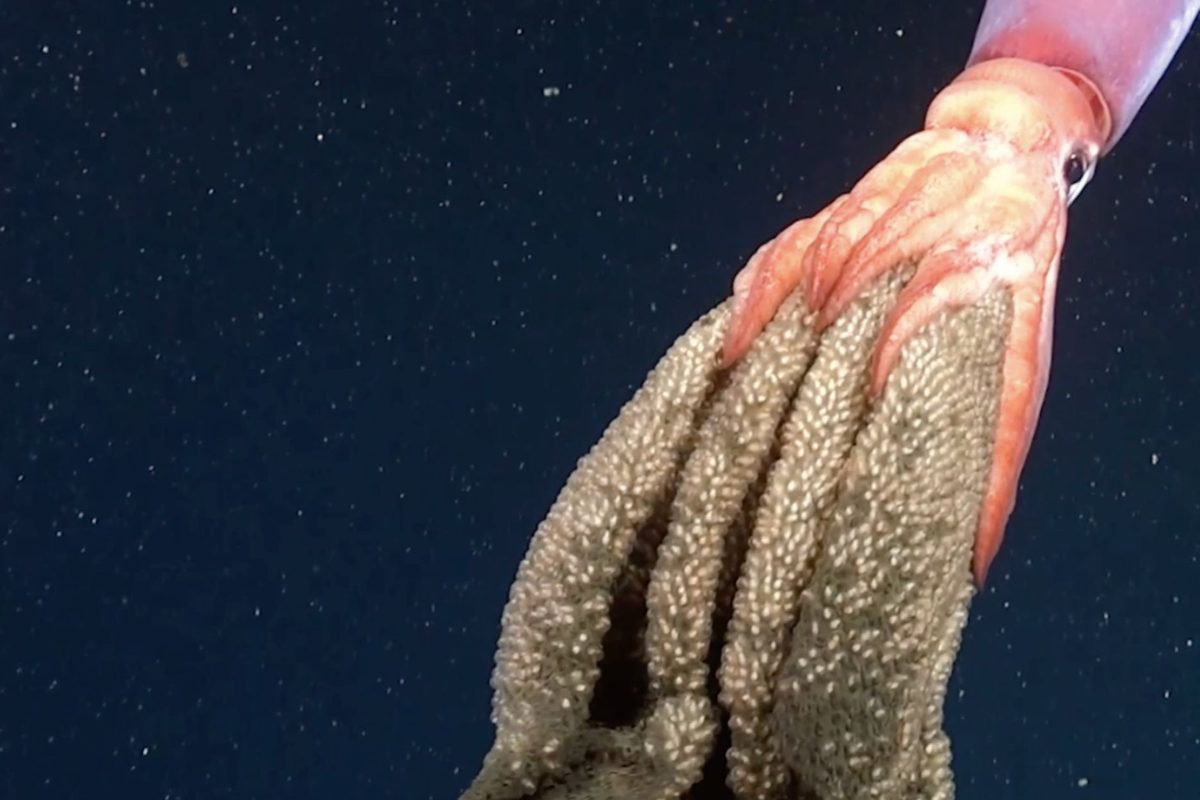 Deep-sea scientists filmed something astonishing and very rarely seen swimming over the seafloor in Chile