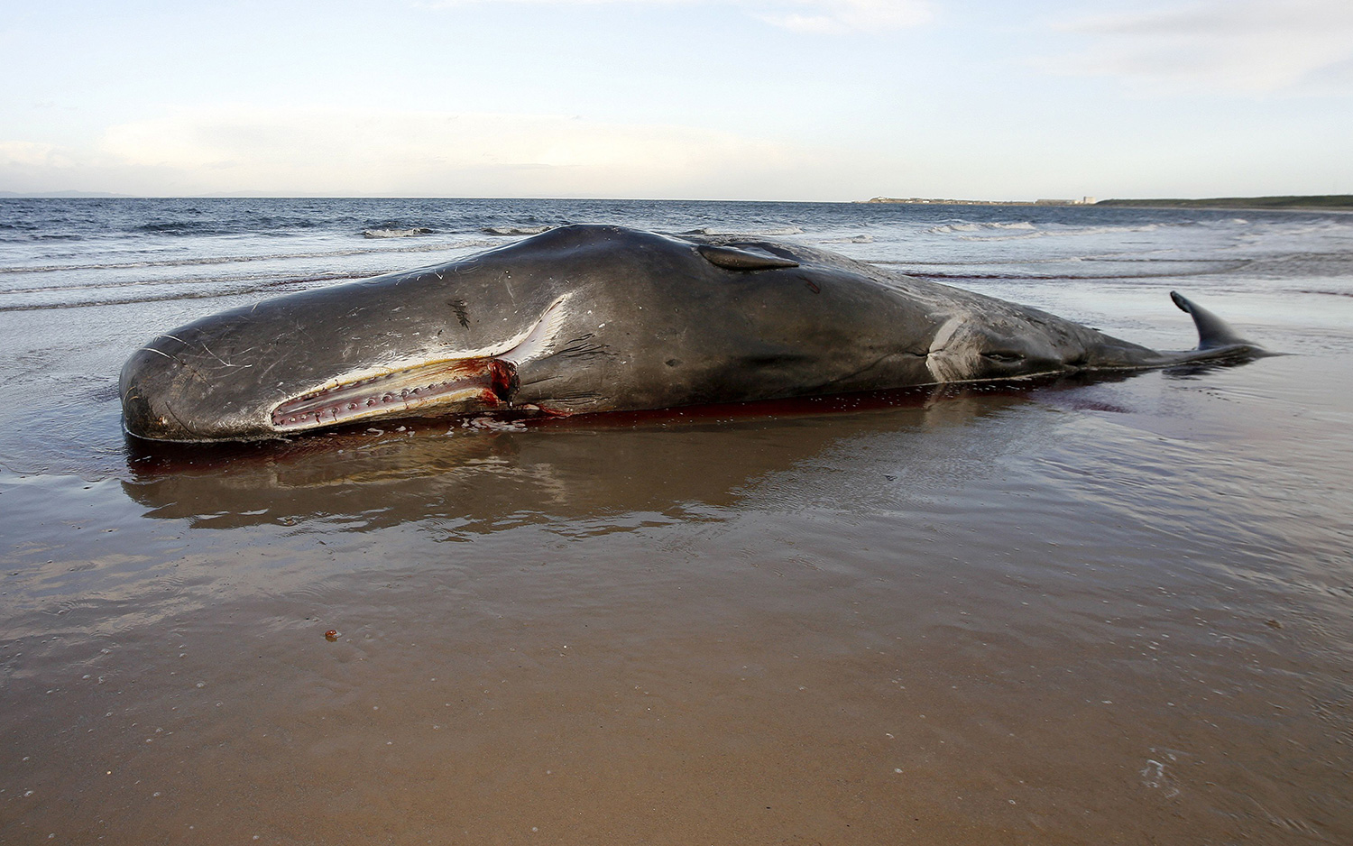 A beached sperm whale (Physeter macrocephalus).