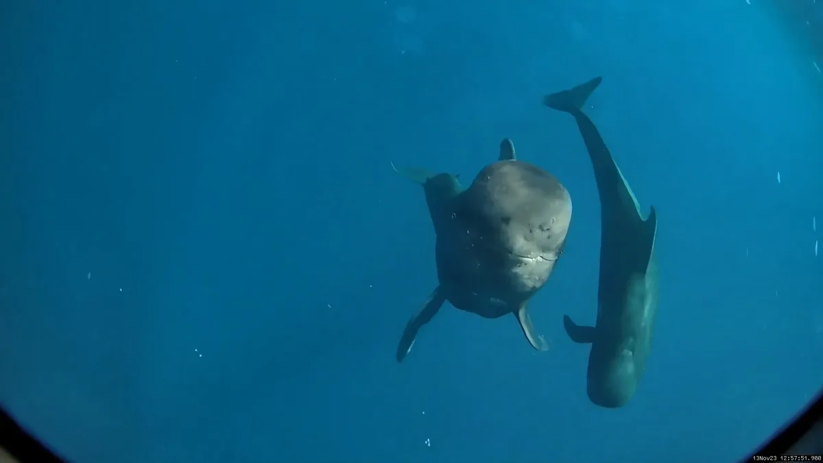 Hawai’i short-finned pilot whales