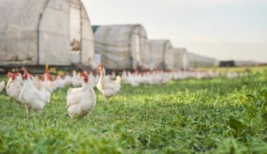 Bird flu spikes in Europe