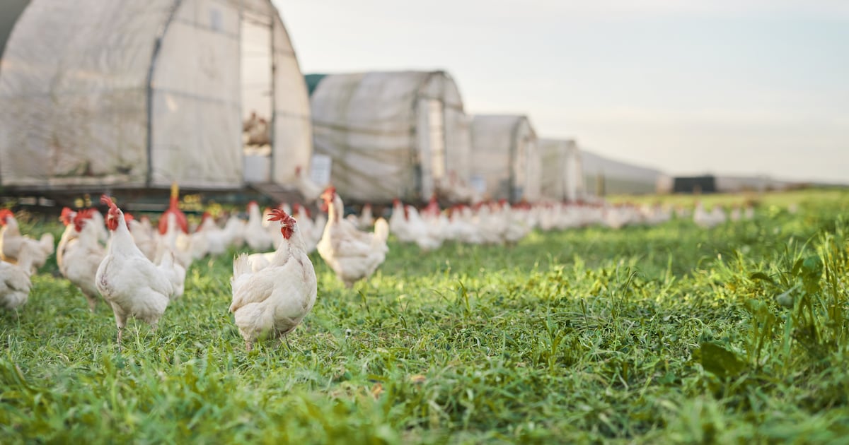 Bird flu spikes in Europe