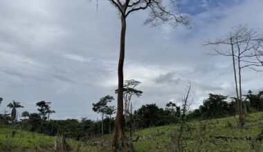 Chocolate giants fuel deforestation in West Africa’s last rainforest