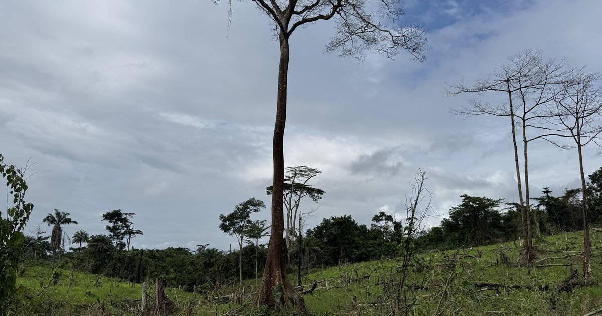 Chocolate giants fuel deforestation in West Africa’s last rainforest