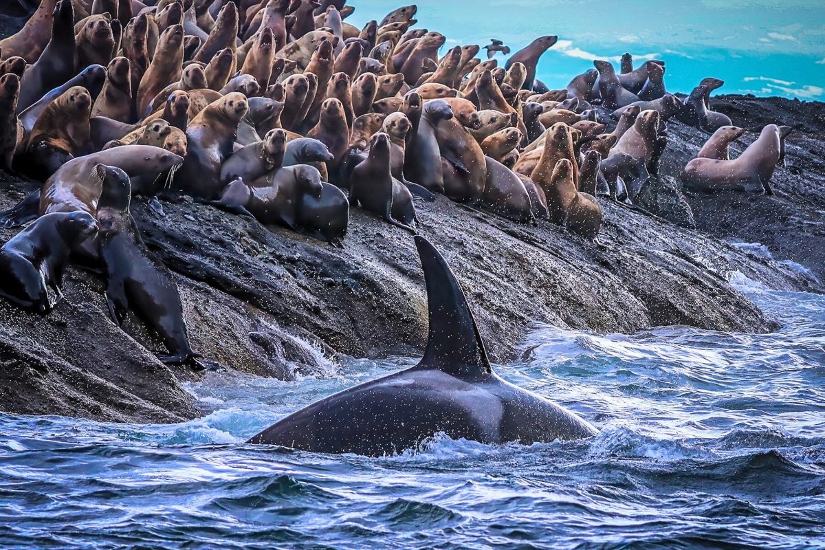 Inner coast transient killer whale hunting close to a Steller sea lion haulout off the outer coast of Washington