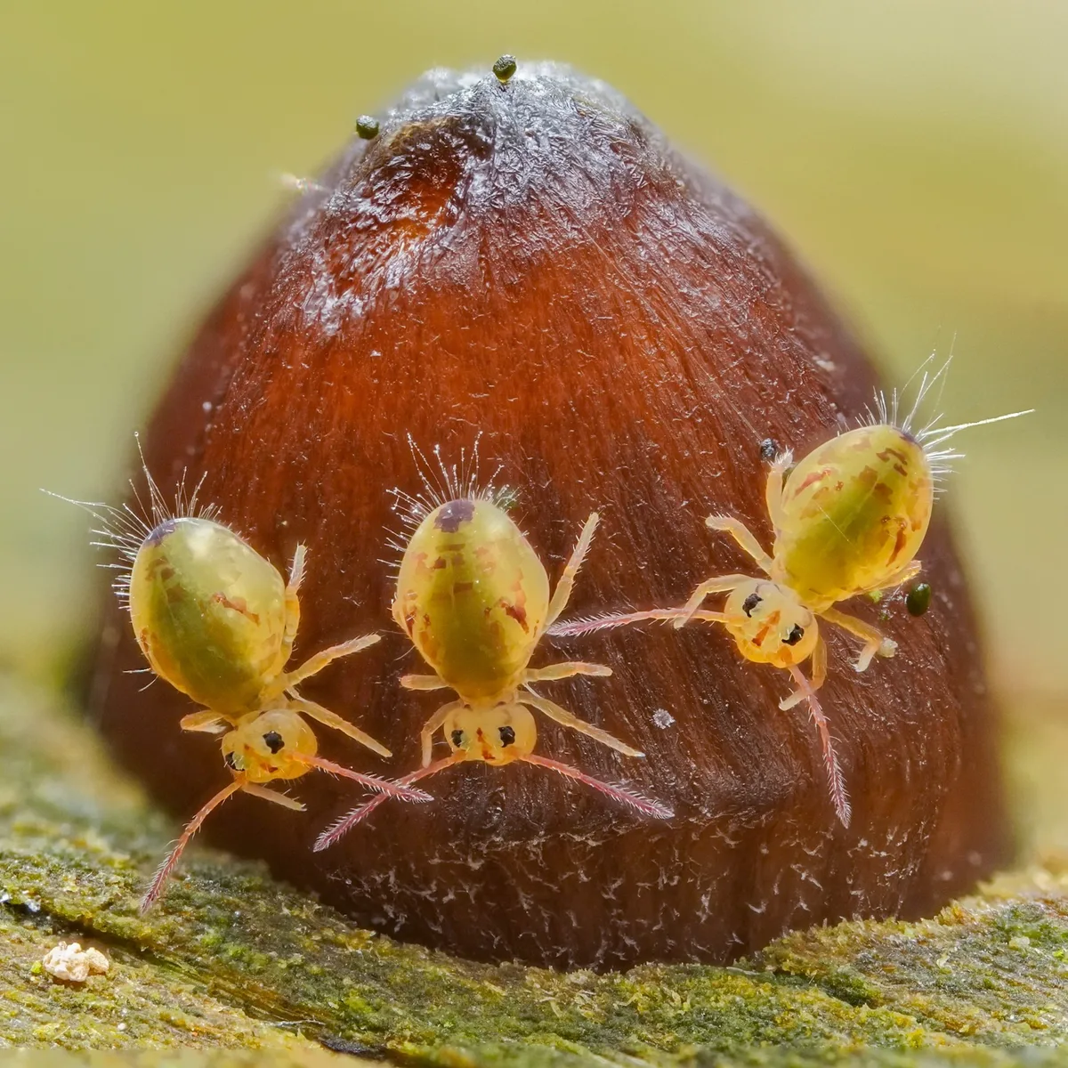 Insects-Paweł Tyl-3 Springtails-CUPOTY 7