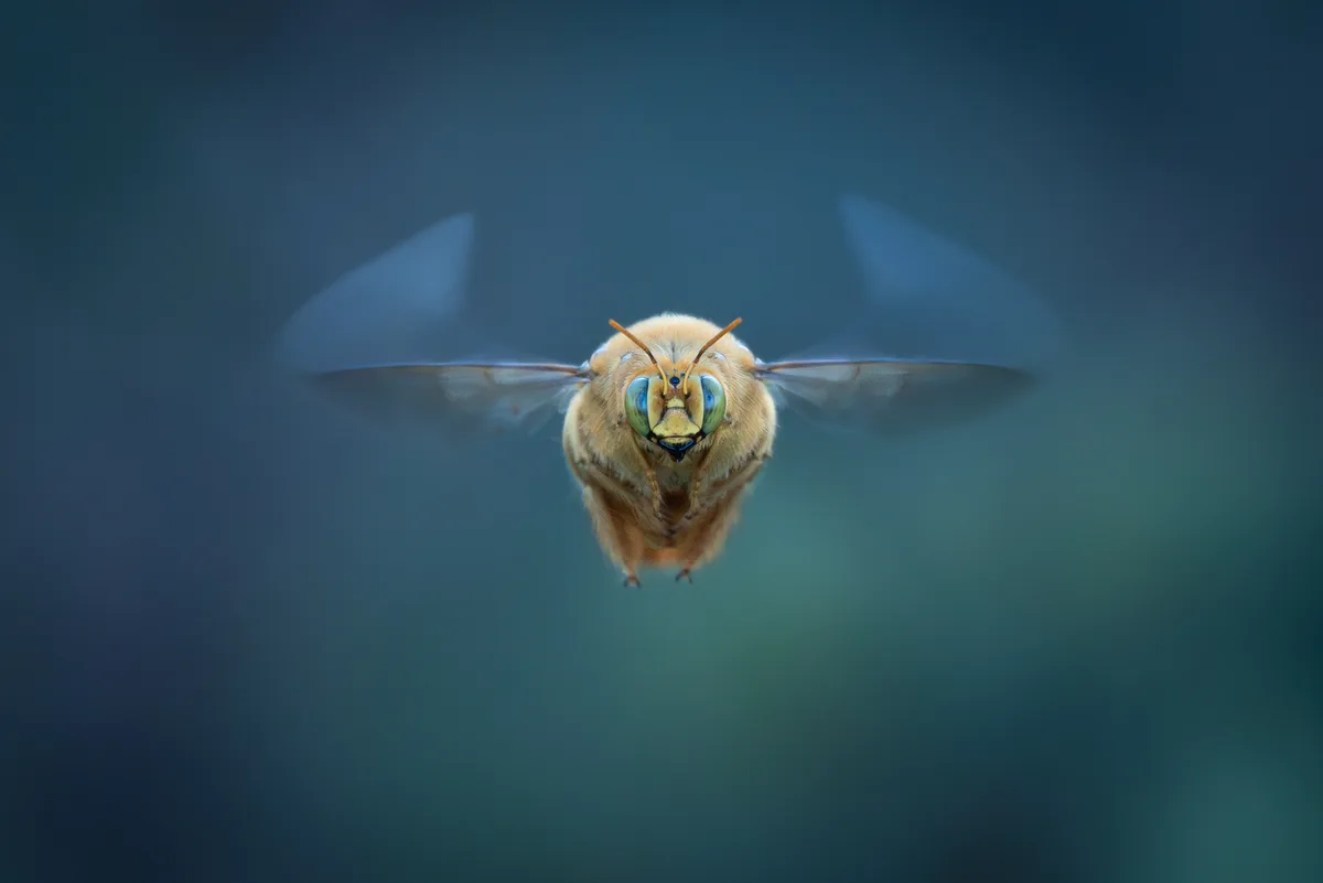 Insects-Uwe Zimmermann-Bee in Flight-CUPOTY 7
