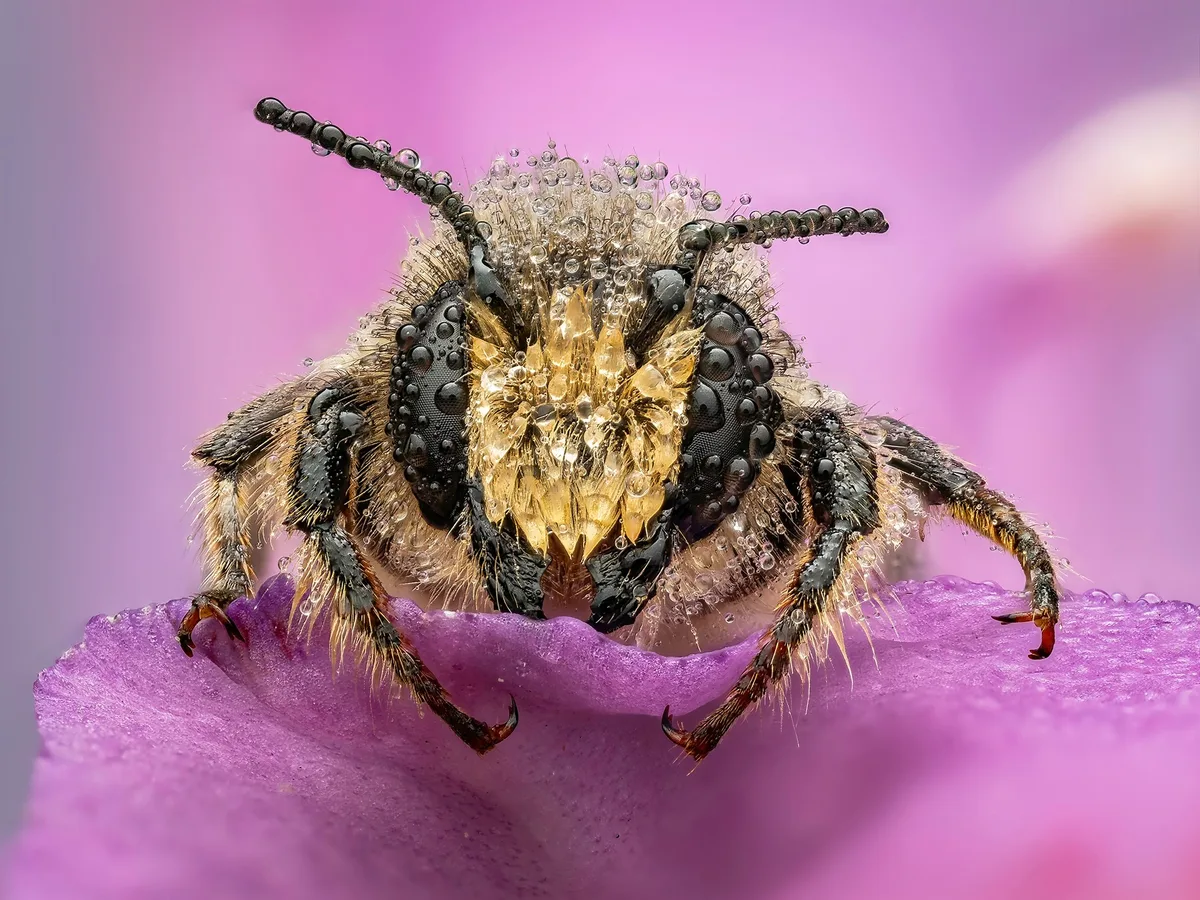 Invertebrate Portrait-Andrei Chetronie-Leafcutter Bee-CUPOTY 7