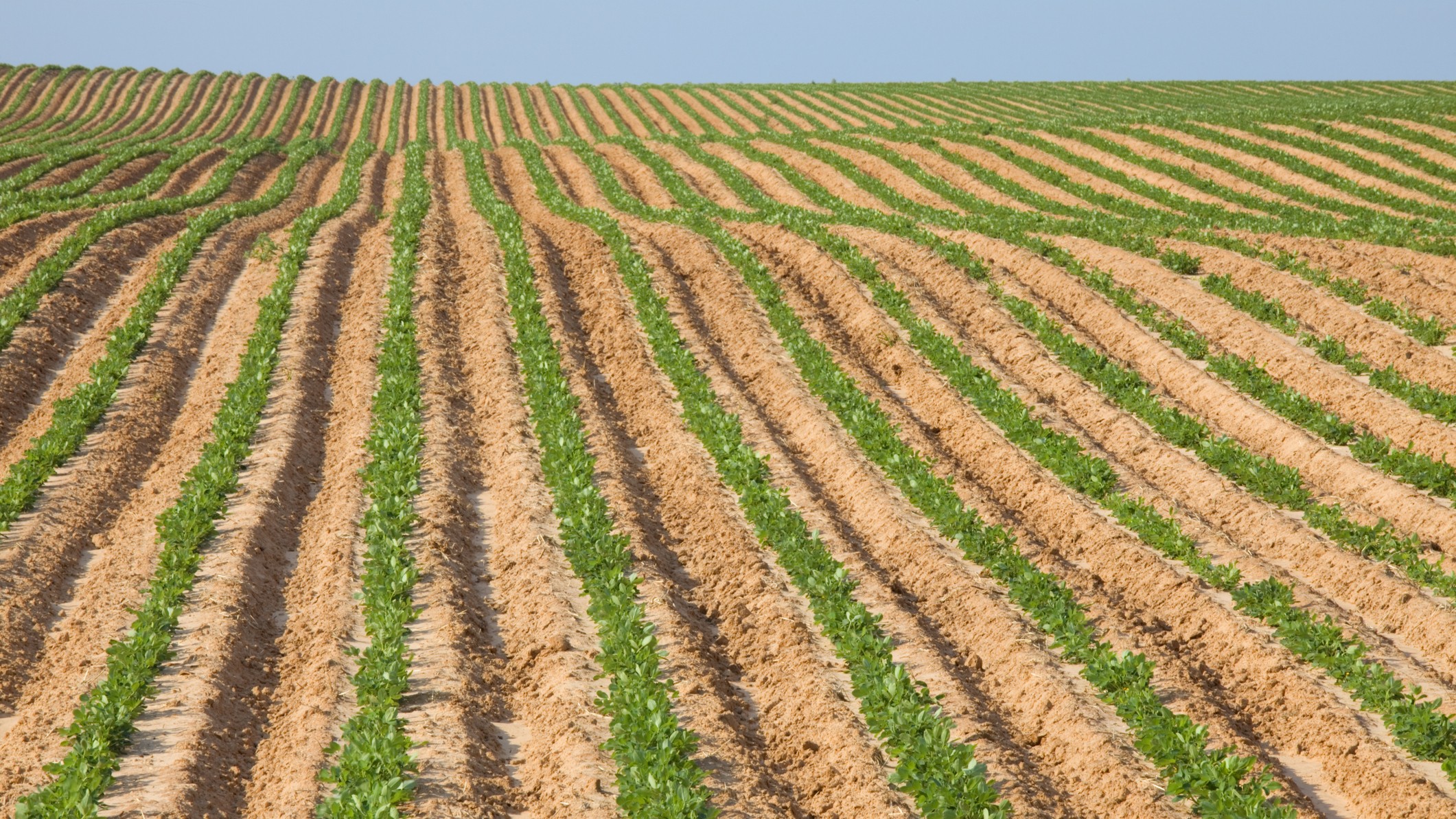 you peanut plants growing in neat rows