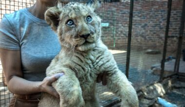 Lion cub being held for photograph - S. Africa