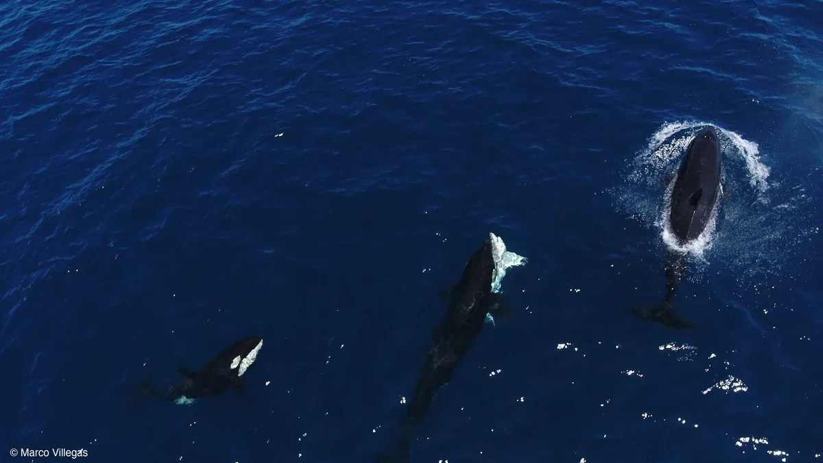Orcas hunting white sharks