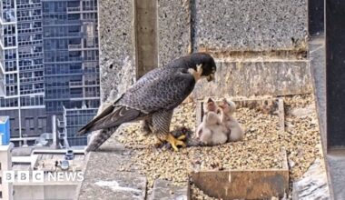 Peregrine Falcons Fight for Prime Nesting Site in Central Melbourne