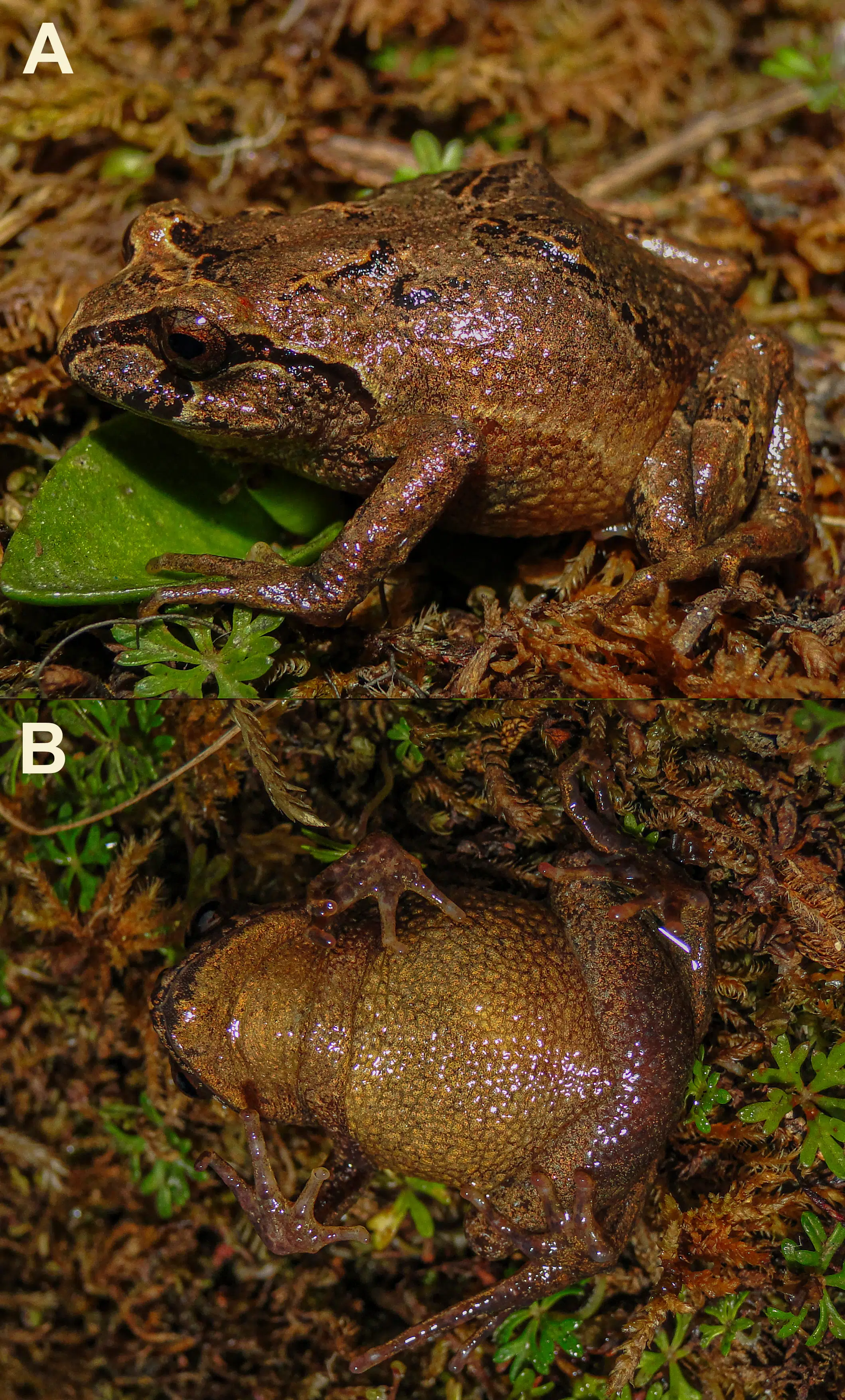 Phrynopus Manuelriosi