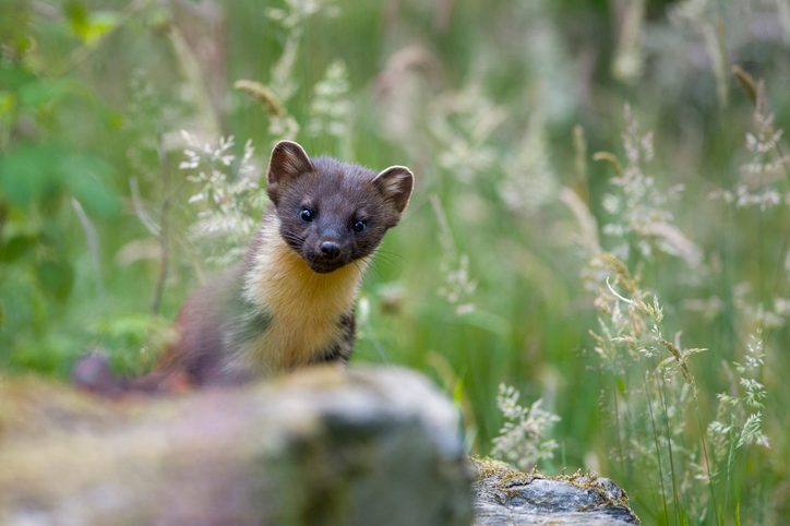“People are cynical about making money out of nature.” We desperately need to rewild the world. But who’s going to foot the bill?