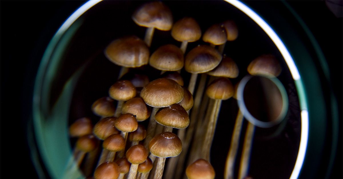 Psychedelics may strengthen memory circuits in brain