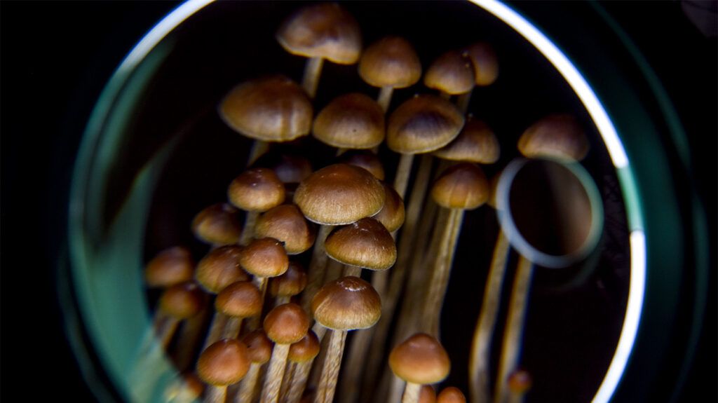A bunch of psiloycbin containing magic mushrooms