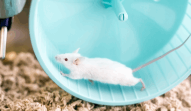 A small white domesticated pet mouse with red eyes running on an exercise wheel in its cage.