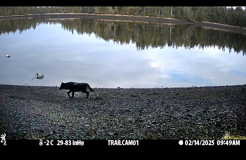 wolf walks along water's edge
