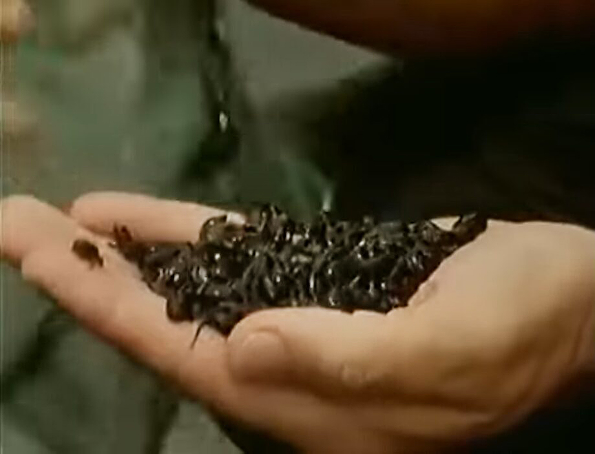 A handful of tadpoles