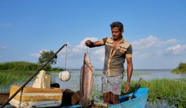 There’s a new predator in Sri Lanka’s reservoirs. Locals see it as an opportunity
