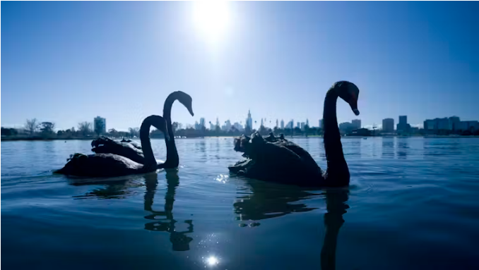 We've all heard about black swans, but what about grey swans?