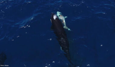 Orcas caught on camera flipping great white sharks and devouring their livers off Baj