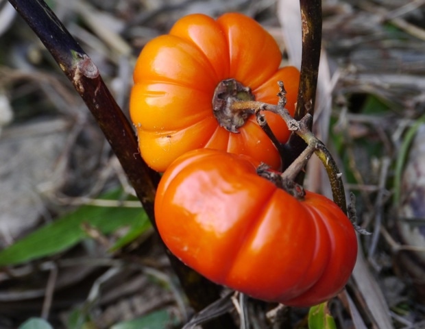 Mediterranean diet benefits identified by SPARC levels