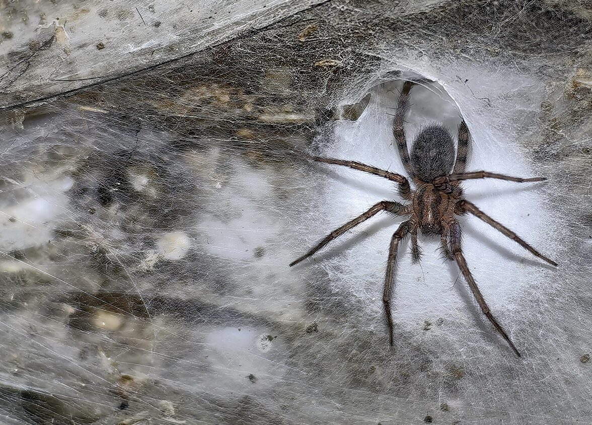 A spider sitting in a web
