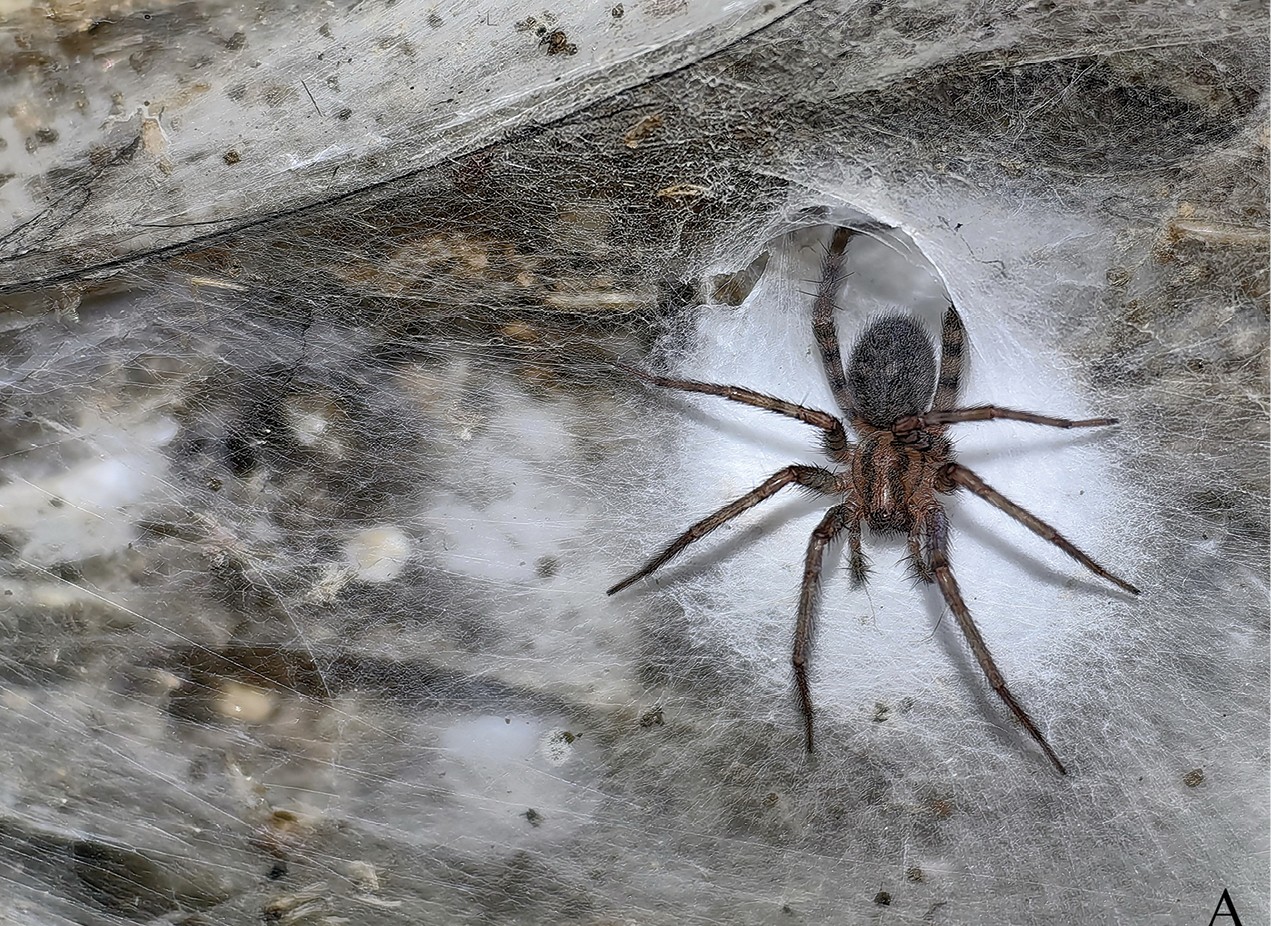 A barn funnel weaver in its web in Sulfur Cave, on the Greek-Albanian border.