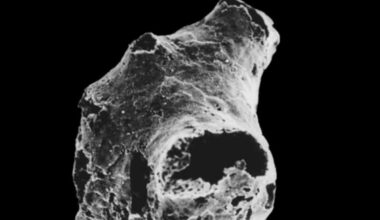 The World’s Oldest Animal Fossil Found Meet The Tiny Creature That Survived Earth’s Ice Ages