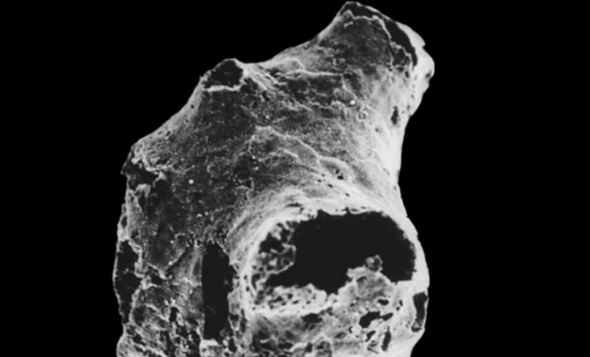 The World’s Oldest Animal Fossil Found Meet The Tiny Creature That Survived Earth’s Ice Ages