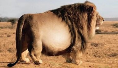 They found a giant lion