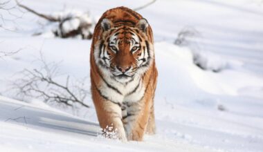 Tigers between the Great Powers