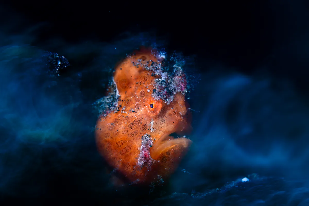 Underwater-Daniel Sly-Ethereal Frogfish-CUPOTY 7