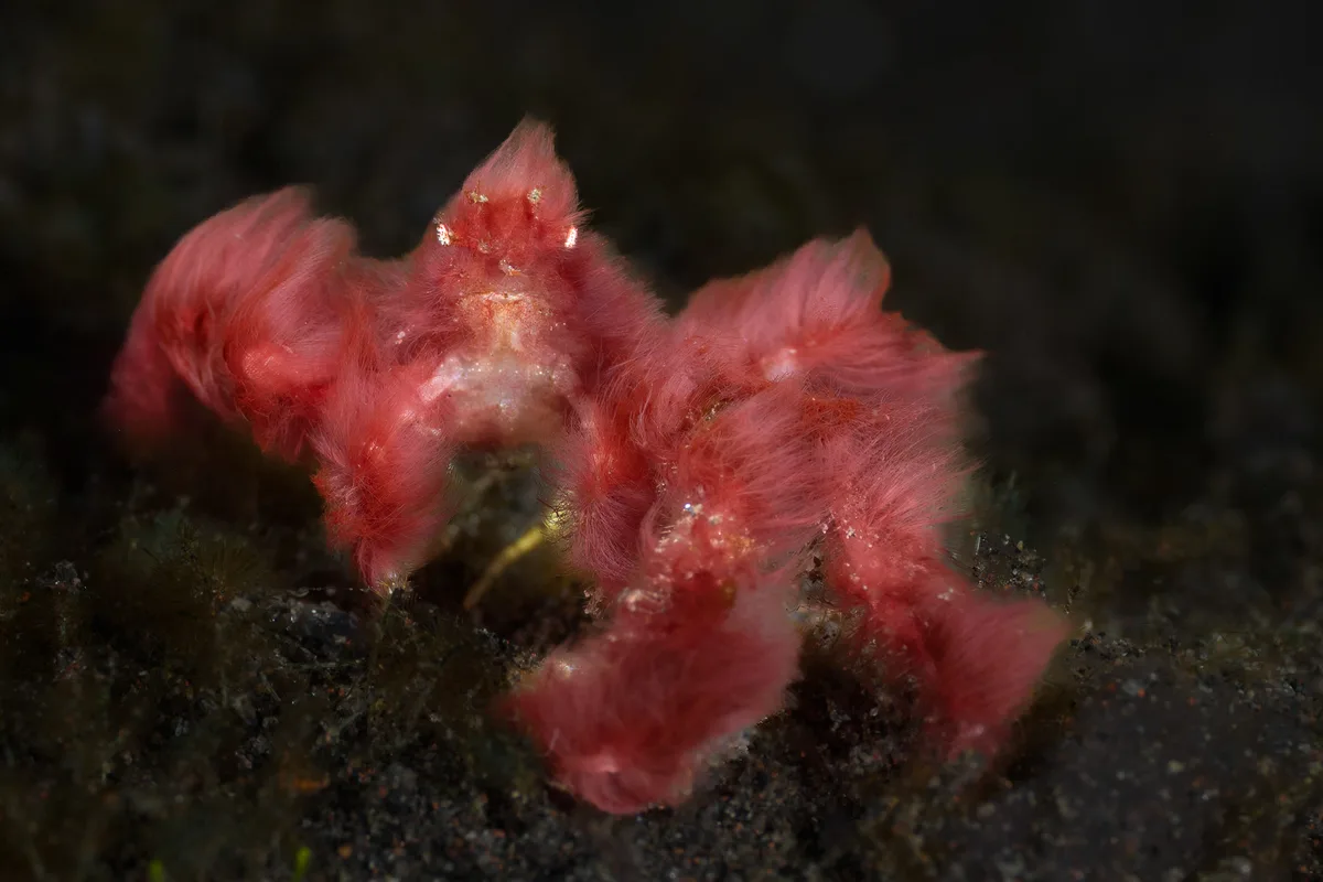 Underwater-Maryline Renault-Orangutan Crab the MiniatureUnderwater Primate-CUPOTY 7