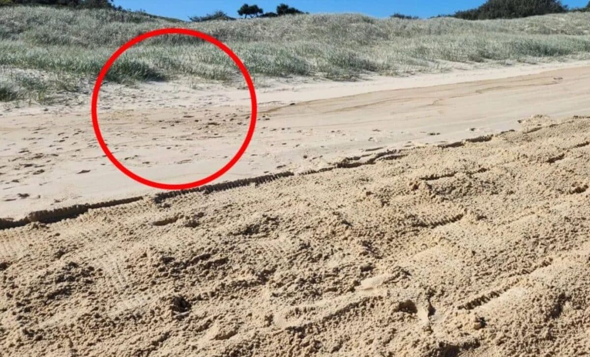 What Volunteers Found On This Beach Sparked A Fierce Battle Between Nature, Tourists, And Tire Tracks