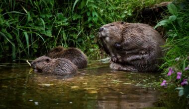 A beaver is a keystone species