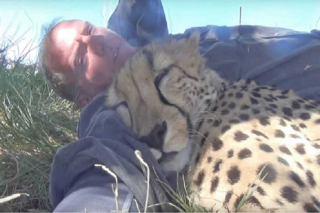 Wildlife Photographer Wakes Up to a Sleeping Cheetah Under a Tree 5