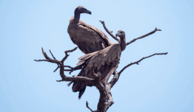 Two white-backed vultures high up on a leafless tree.