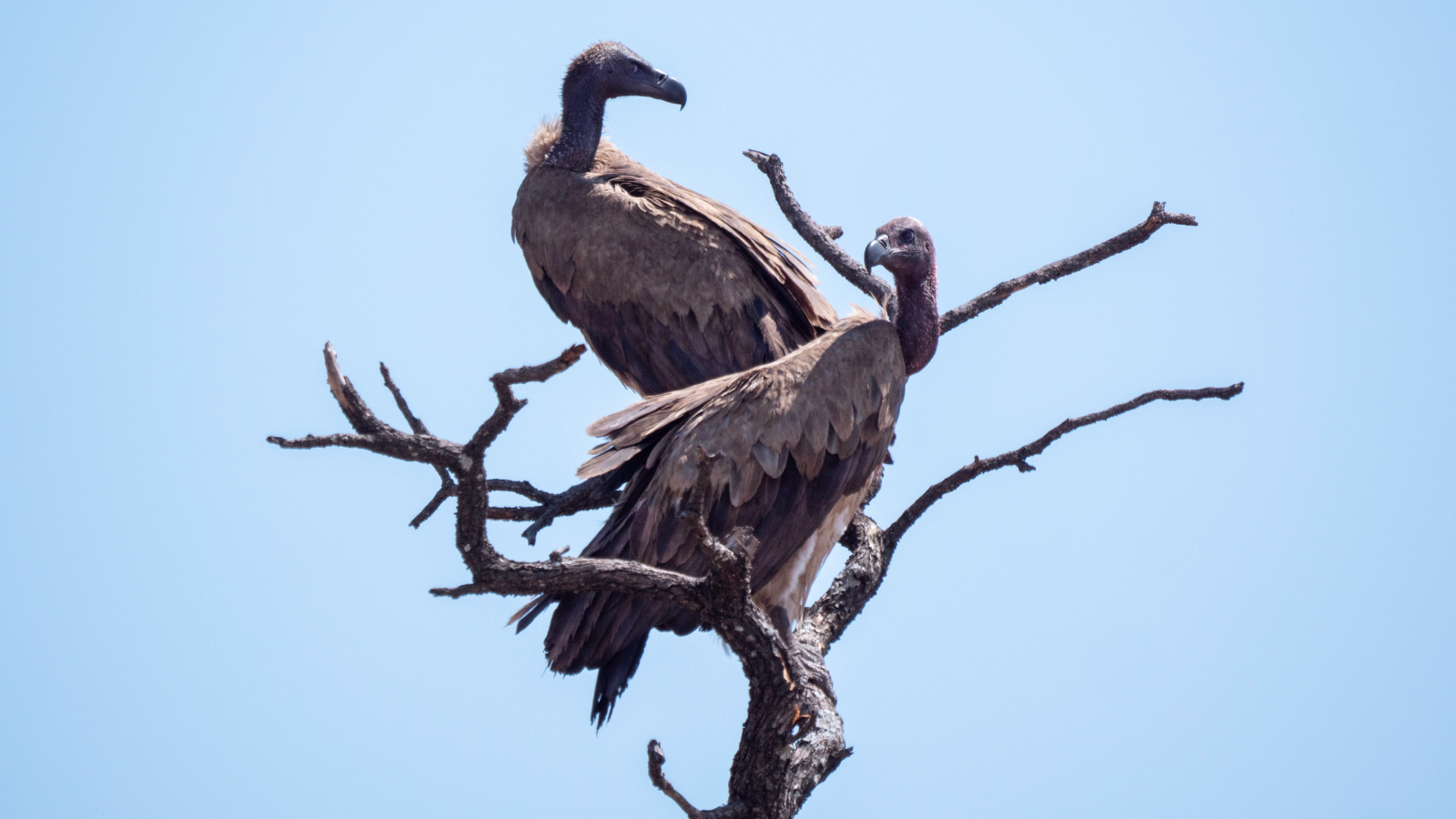 Two white-backed vultures high up on a leafless tree.