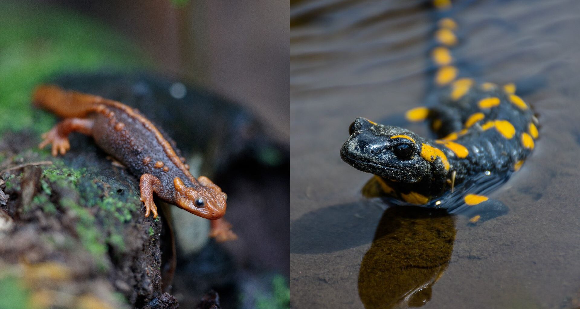 a side-by-side comparison of a newt and a salamander