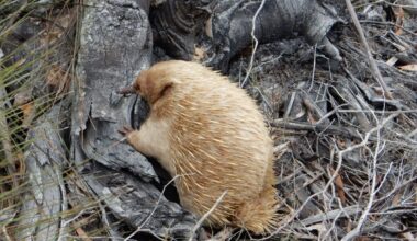 You Have To See This Rare Albino Echidna, It’s Like Something Out Of A Fantasy