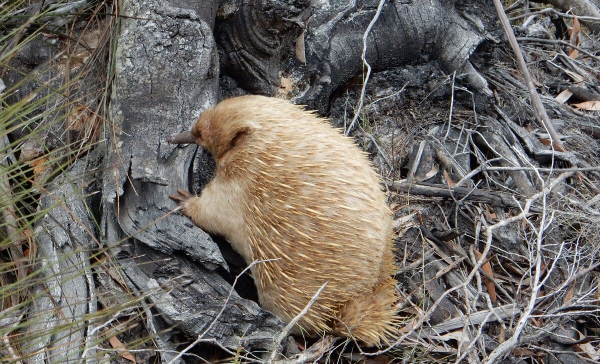 You Have To See This Rare Albino Echidna, It’s Like Something Out Of A Fantasy