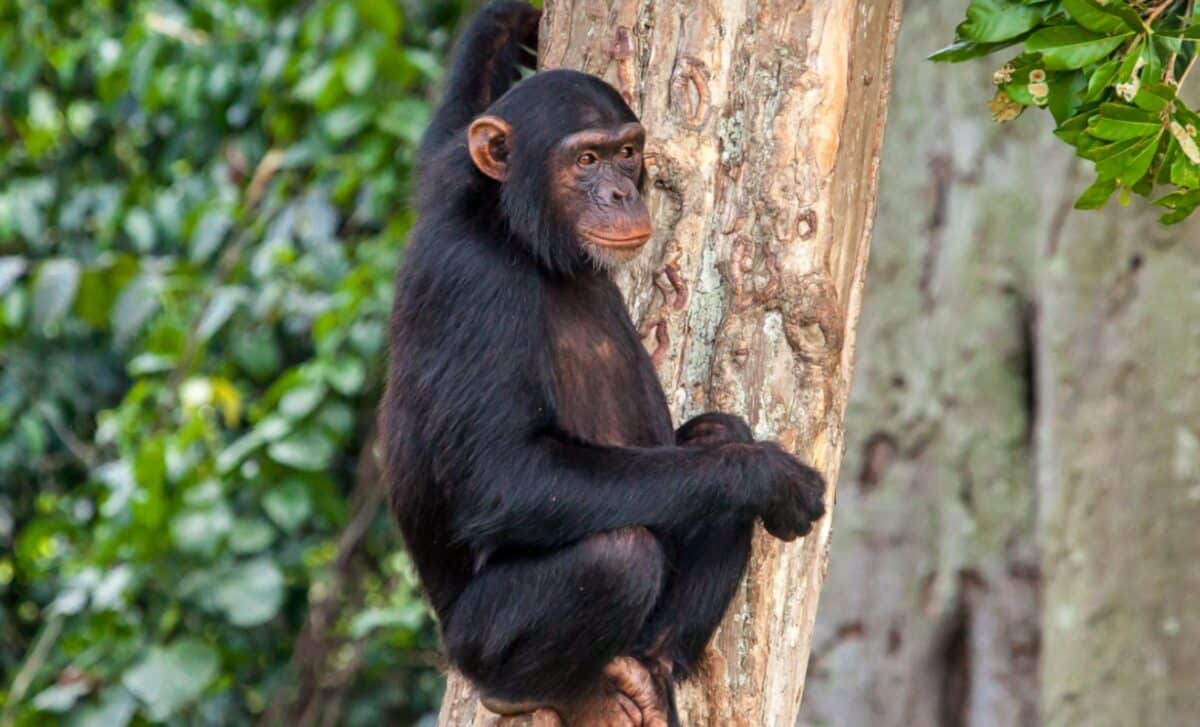 A Chimpanzee In The Ngamba Island Chimpanzee Sanctuary In Uganda