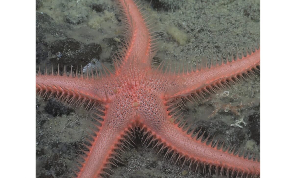 A Previously Unknown Species Of Sea Star
