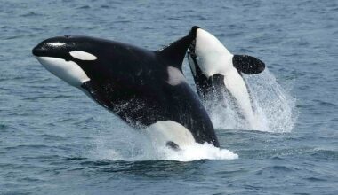 A study found wild orcas have occasionally offered food to humans in different encounters