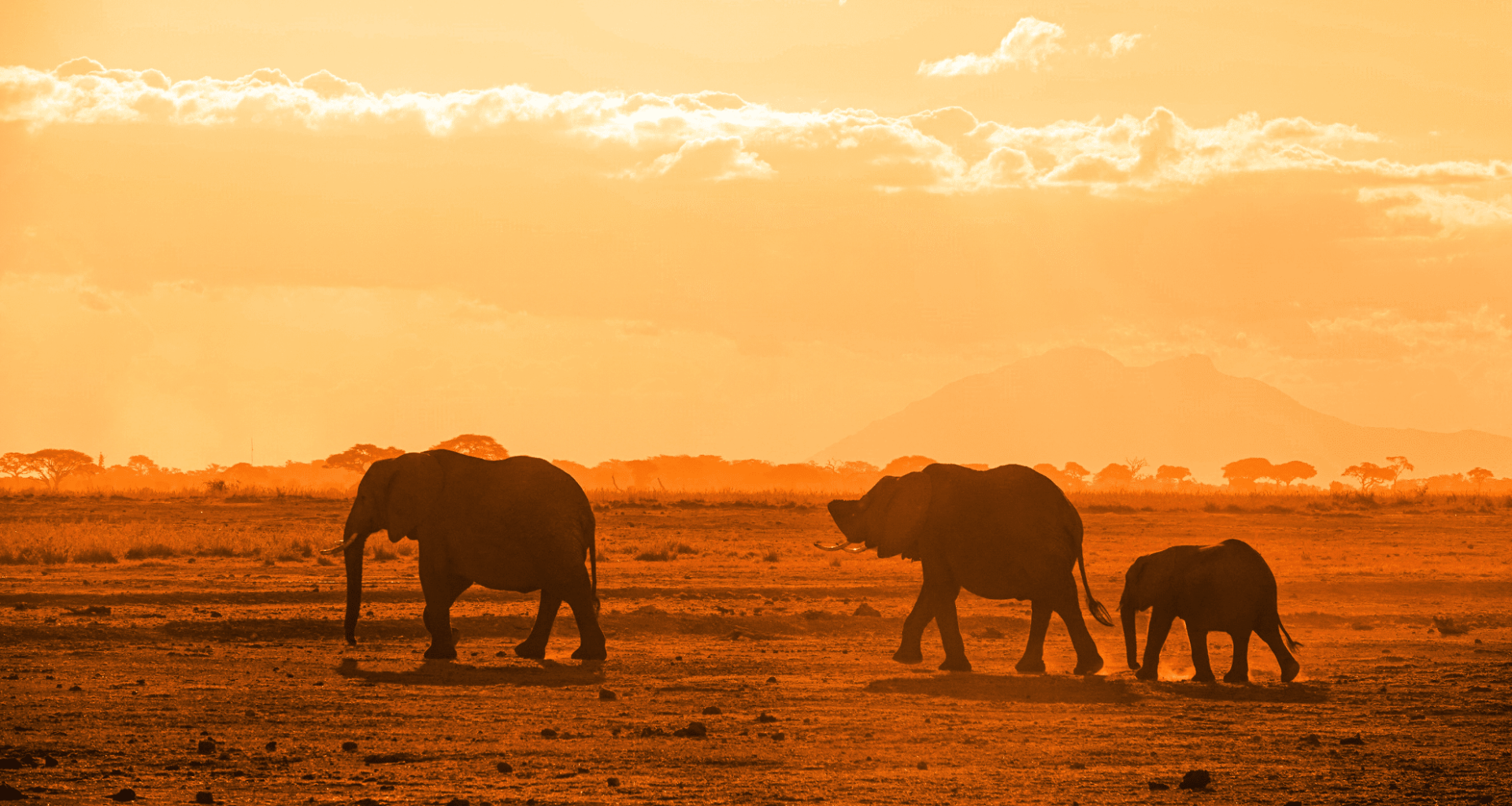 A Third Of Africa’s Wildlife Power Has Disappeared, Scientists Issue Dire Warning