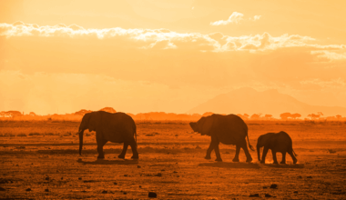 A Third Of Africa’s Wildlife Power Has Disappeared, Scientists Issue Dire Warning