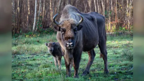 Donovan Wright A bison and calf stand in a woodland. 