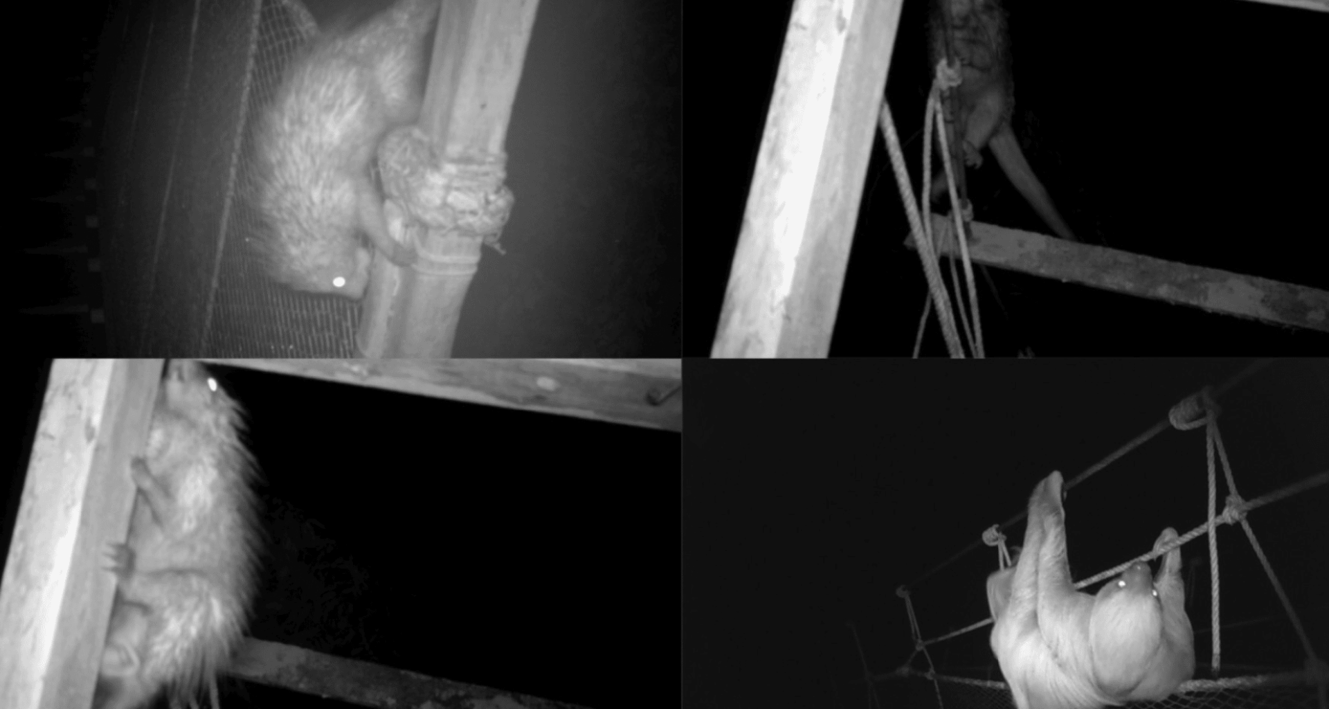 Amazon's Hidden Animal Highways The Surprising Pathways That Help Wildlife Survive