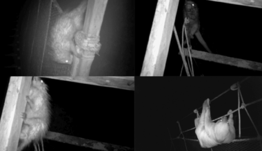 Amazon's Hidden Animal Highways The Surprising Pathways That Help Wildlife Survive